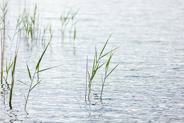 istock A serene aquatic landscape featuring delicate green reeds 2223002193