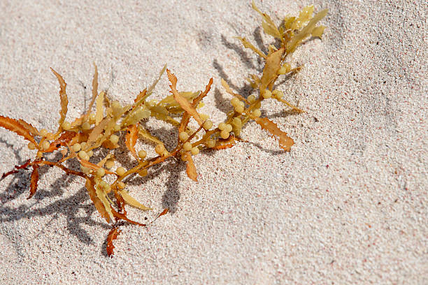 istock Yellow seaweed branch lies on bright white sand 2223002201