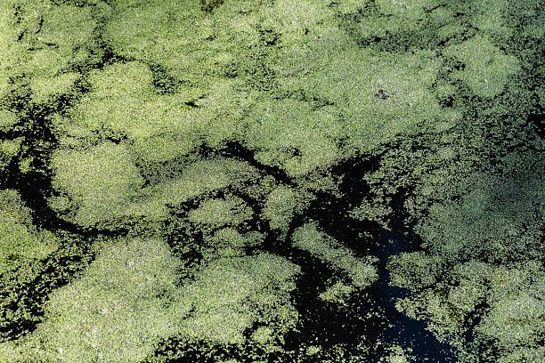 istock Abstract natural background. Peaceful image showcasing green duckweed 2223002202