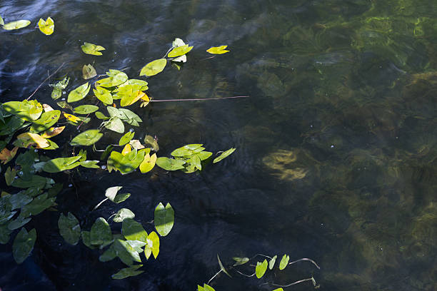 Bright green water lilies leaves floating serenely on a clear pond surface create a tranquil natural scene, highlighting peaceful aquatic flora in a serene outdoor setting