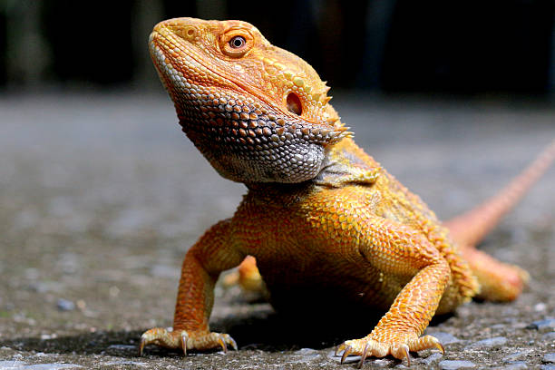 istock Bearded dragon lizard on Natural Habitat , Australian Bearded Dragon 2223002408