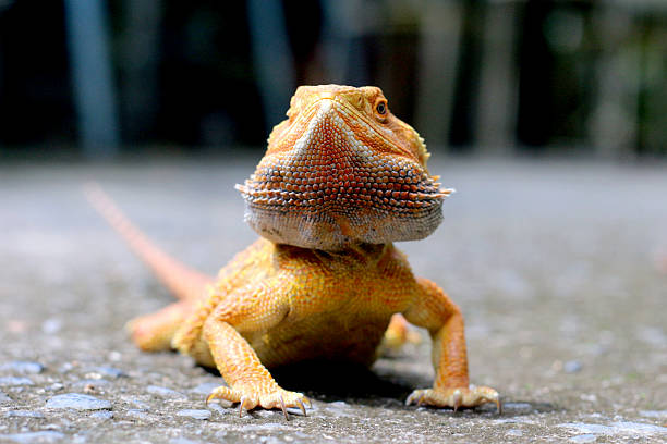 istock Bearded dragon lizard on Natural Habitat , Australian Bearded Dragon 2223003078