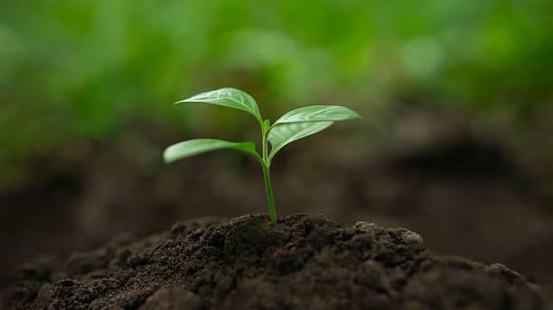 istock World Environment Day Concept: Growing Green Trees Ready to Return to the Forest for Conservation and Maintenance of Green Forests 2223006529