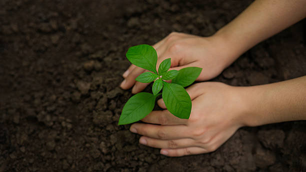 istock World Environment Day Concept Hands planting trees ready to return to the forest for green forest conservation 2223006531