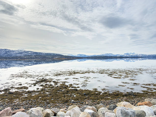 Rocky shoreline with seaweed and calm water reflecting snowy mountains under a cloudy sky. Tranquil Arctic landscape with natural coastal elements and distant mountain range. Scenic winter nature view.