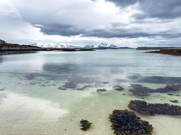 Clear shallow water with seaweed on sandy beach under cloudy sky. Arctic coastal landscape with snow-covered mountains in the distance. Scenic nature and winter seascape background.