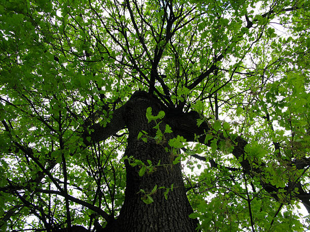 Photo of an oak tree, view from below