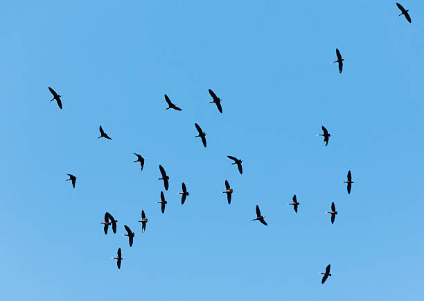 istock A flock of birds flying in the sky 2223009226