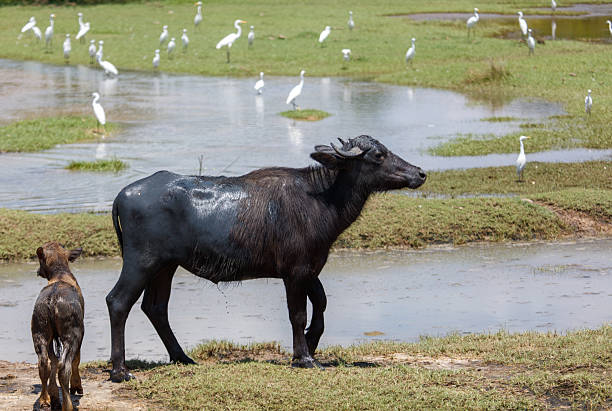 A black cow is walking in a field next to a dog. The dog is looking at the cow, possibly curious or interested in it. The scene is peaceful and calm, with the two animals coexisting in the same space