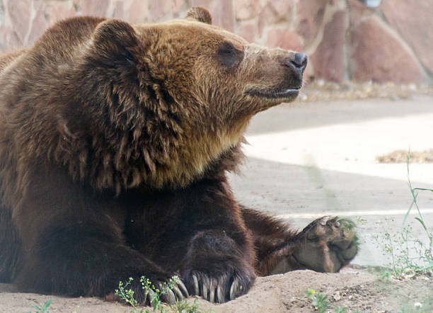 Crowded place. Spacious park with animals. A European brown bear on the river bank. In hot weather, it cools its body by hugging a huge stone.