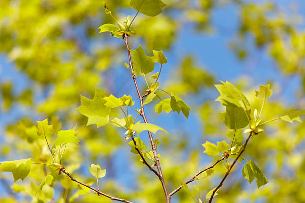 A tree with green leaves and a blue sky in the background. The leaves are in full bloom, and the tree is tall and slender. Concept of growth and vitality, as the tree is reaching towards the sky