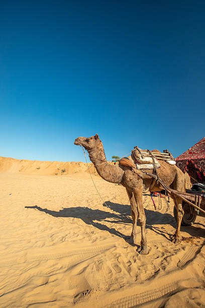 istock Dromedary camel tour, camels standing on sand against sky in Pushkar, India 2223010280