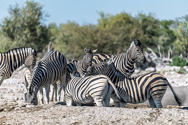istock Zebra in etosha 2024 - 2223011750