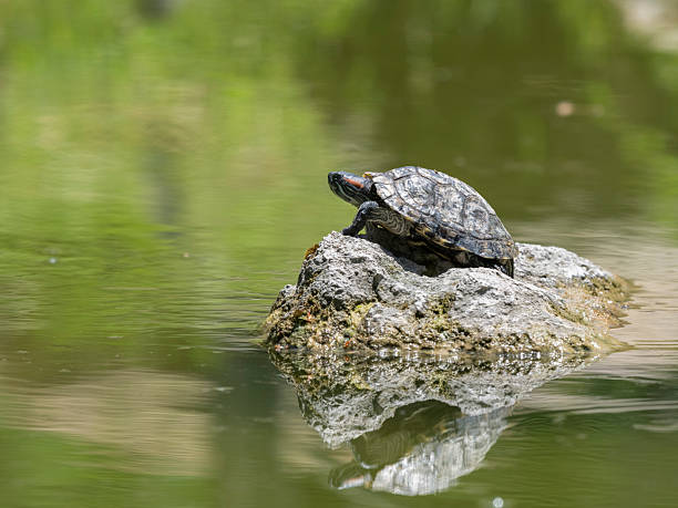 istock cute turtle in the pond 2223012716