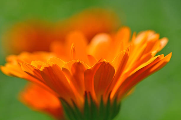 marigold, medicinal herb with flower