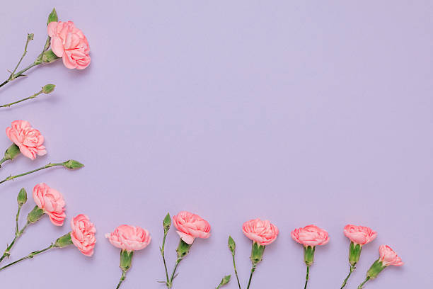 istock Carnation flowers backdrop with copy space for product presentation 2223013906