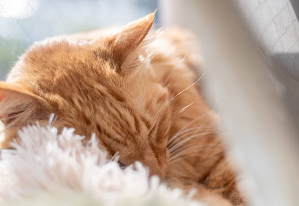 istock Cute cat relaxing by the window 2223014028