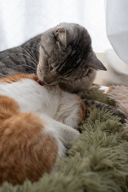 istock Two cats grooming themselves by the window 2223014482