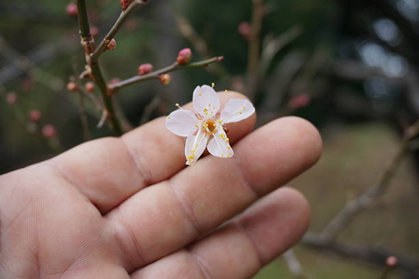 istock Japanese Plum Blossom 2223014707