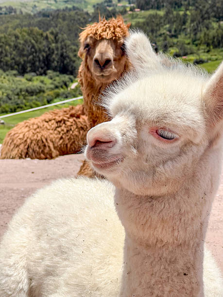 istock White and Brown Alpacas Resting Outdoors 2223016416