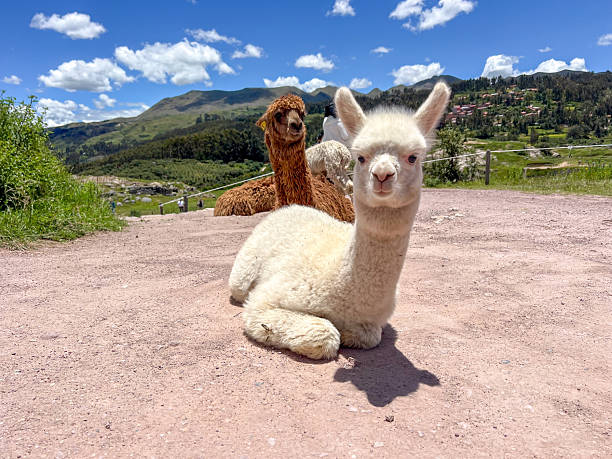 White and brown baby alpacas lying on a dirt path with mountains and blue sky in the background. Young llamas resting in a rural landscape. Cute animals in nature setting.