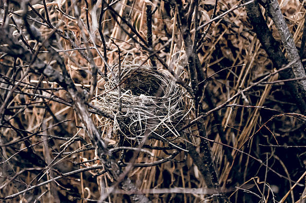 istock Empty small bird nest lies in dry branches tree, close up wildlife 2223016545
