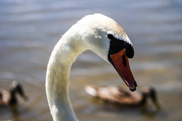 Elegant white swans captured in close up as they glide across a calm lake. Soft light, natural reflections, and fine feather detail highlight purity, romance, and harmony in nature.