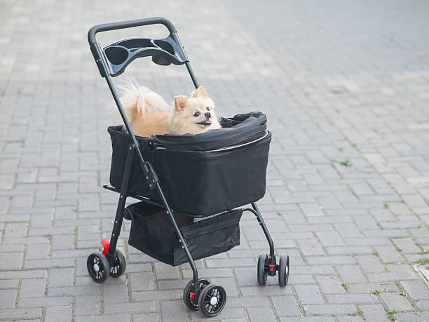 istock Cute spitz dog in pet stroller outdoors. 2223017049