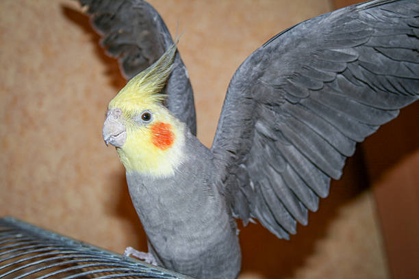 Close up of a cockatiel standing on its cage with its wings spread wide. The bird has a yellow head, orange cheek patches and grey feathers. Suitable for keeping as a pet, bird and exotic animal.