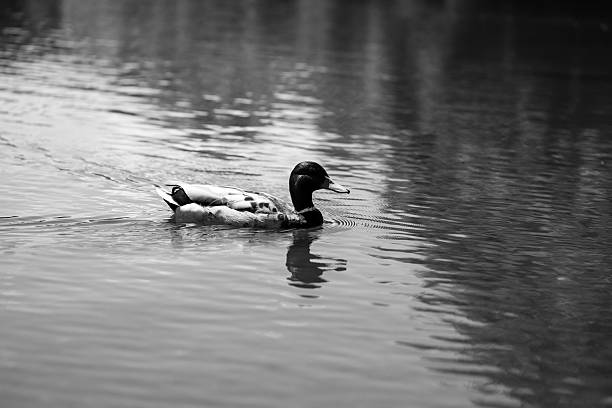 istock Ducks on a Pond Peaceful Wildlife Scene in Nature 2223017483