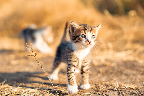 Portrait of a kitten in dry grass. First outdoor walk