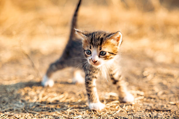 Portrait of a kitten in dry grass. First outdoor walk