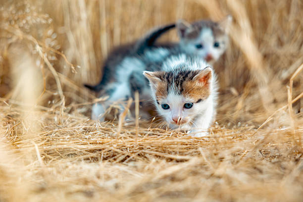 Portrait of a kitten in dry grass. First outdoor walk