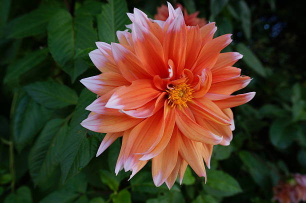 istock Dahlia Color Show 2223018460