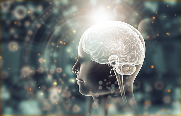 istock Human brain anatomy on scientific background 2223019527