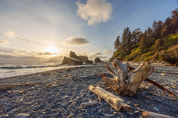 Pacific Ocean coast near Olympic National Park in Washington, featuring rugged shoreline and dramatic seascapes