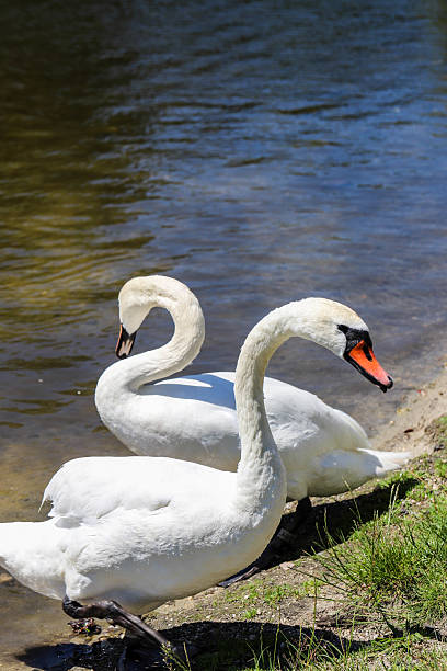 istock Graceful Swans in Close Up on a Mirror Like Lake 2223023698