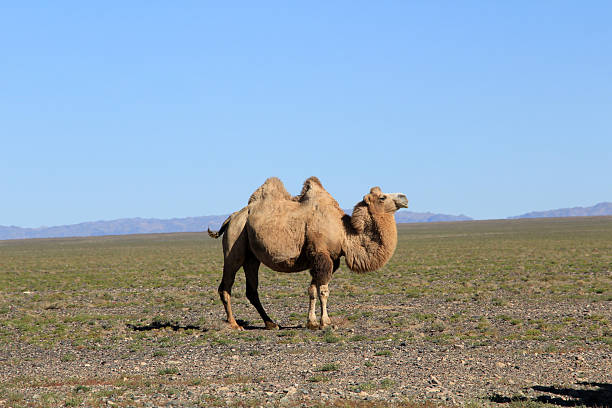 istock Bactrian camels are a species native to Central Asia. 2223023966
