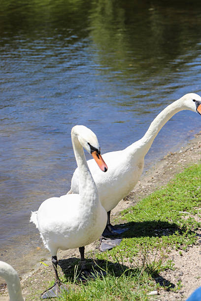 istock Graceful Swans in Close Up on a Mirror Like Lake 2223023994
