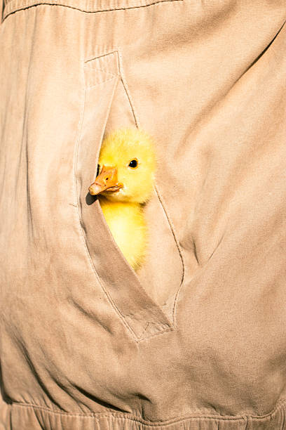 A fluffy baby gosling curiously peeks its head out of a jacket pocket, creating an endearing and heartwarming moment. The image combines innocence and surprise, making it perfect for storytelling around connection with animals, childhood wonder, or rural charm. Ideal for editorial and lifestyle uses focused on nature, empathy, or sustainability.