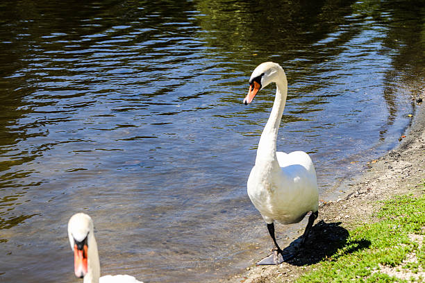 istock Graceful Swans in Close Up on a Mirror Like Lake 2223026525