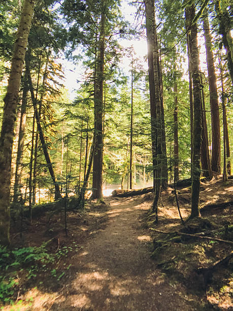 istock footpath in the redwood forest 2223027324