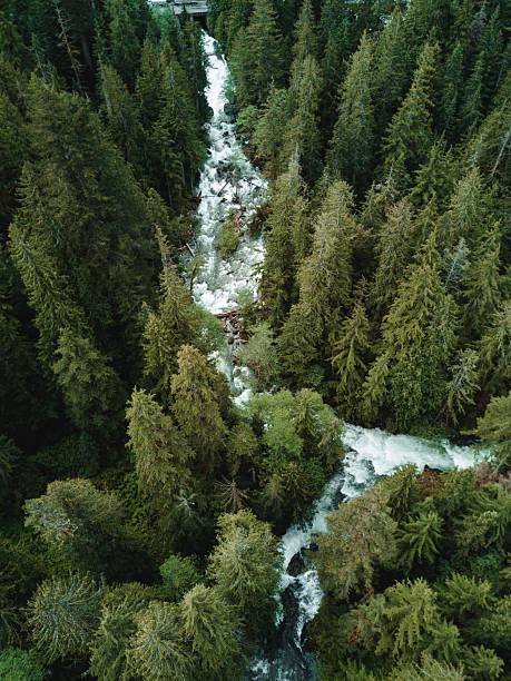 istock Aerial view on green pine forest 2223027560