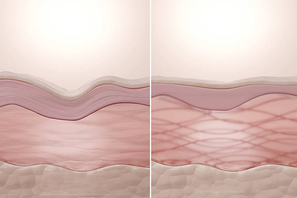 Elastin Fiber and Collagen Repair for Skin Firmness 3D Diagram Comparison of aged skin with damaged elastin fibers and youthful skin with strong collagen and elastin network, showing wrinkle reduction. skin diagram photos stock pictures, royalty-free photos & images