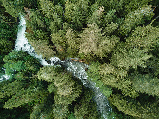 Aerial view on green pine forest