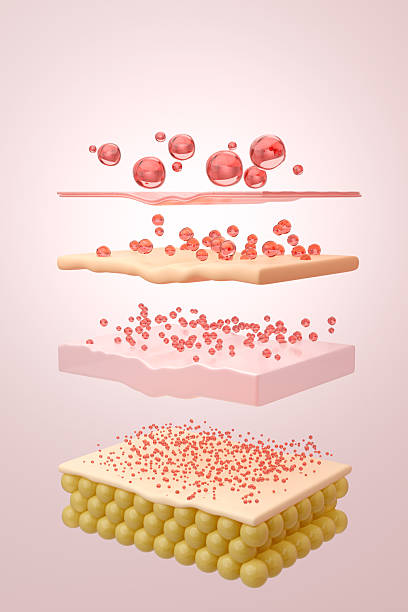 PDRN Peptide multi-layer penetration for deep wrinkle repair 3D