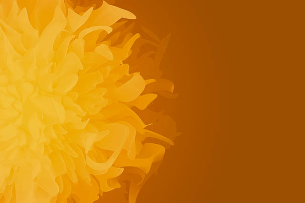 Yellow chrysanthemum