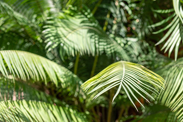 istock Palm branch in the tropics under the open sky at botanical garten 2223030690