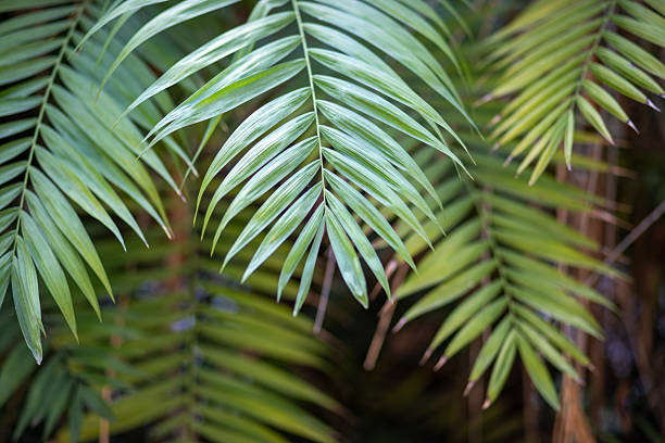 Palm trees, tropical background