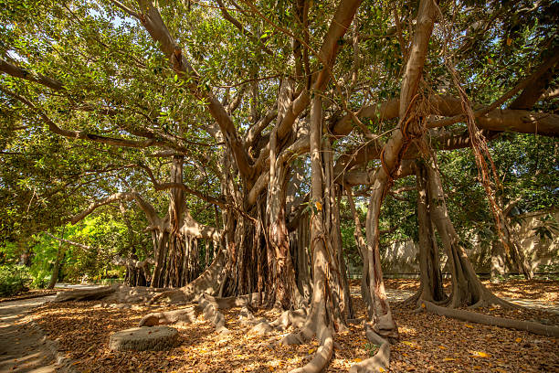 istock Large twisted roots of a Moreton Bay fig tree (banyan tree) (Ficus macrophylla) at Botanical Garden 2223030890